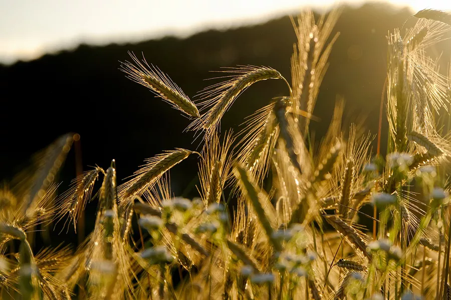 rye-5399962_1280